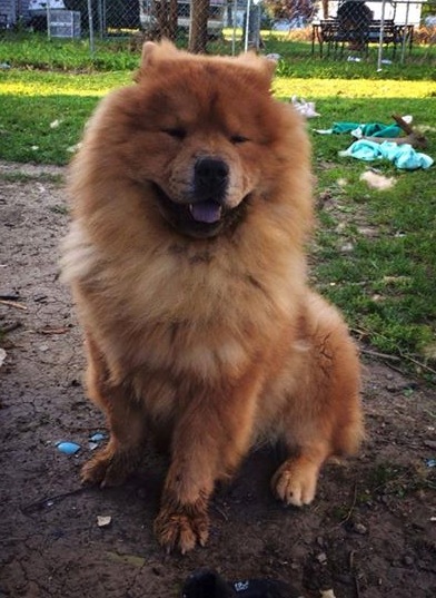 Chow Chow - Dog Breed photo 