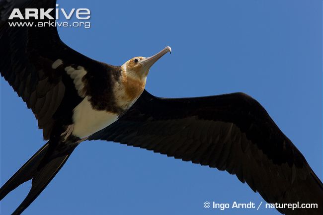 Christmas frigatebird
