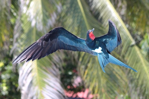 Pretty Christmas frigatebird