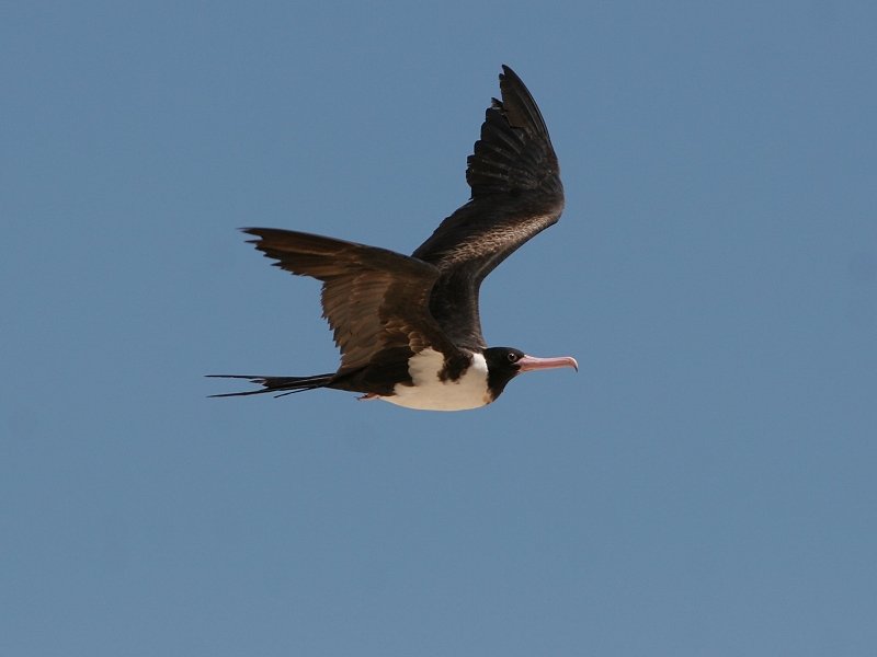 Pretty Christmas frigatebird