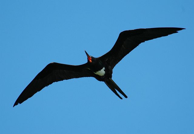 Pretty Christmas frigatebird