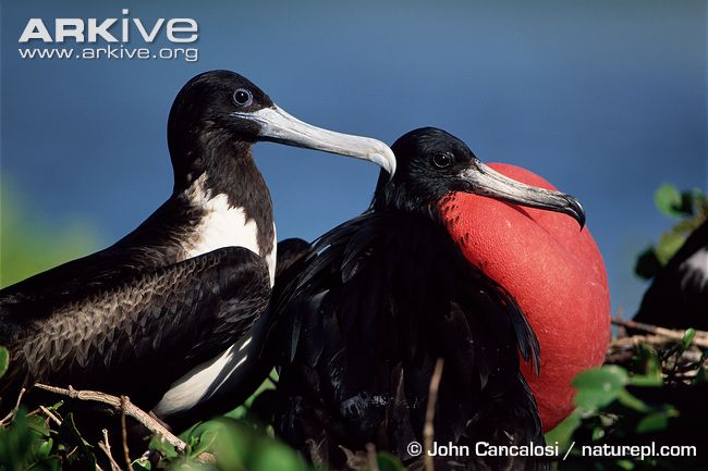 Pretty Christmas frigatebird