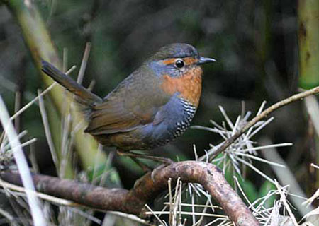 Chucao tapaculo
