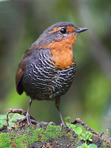 Pretty Chucao tapaculo