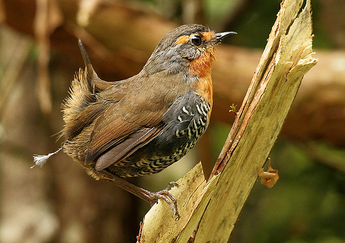 Pretty Chucao tapaculo