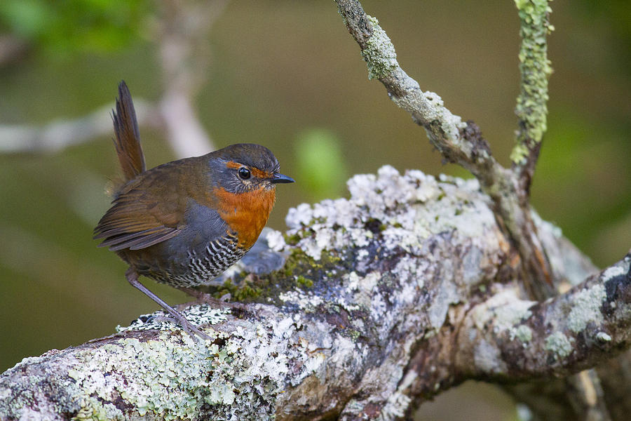 Pretty Chucao tapaculo