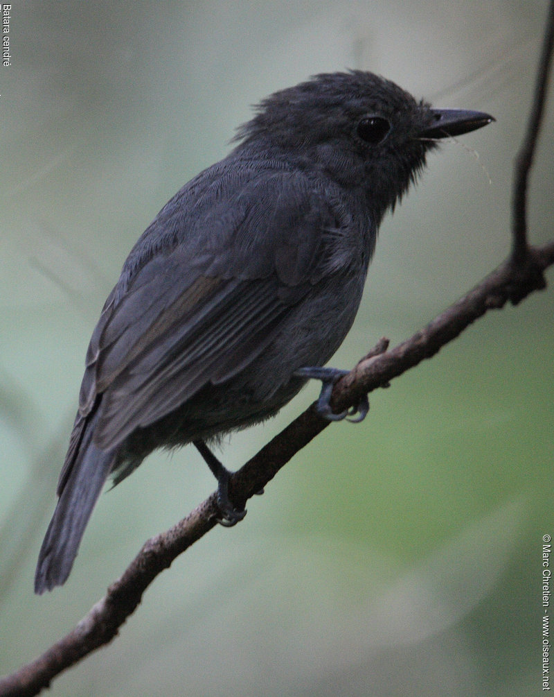 Cinereous antshrike