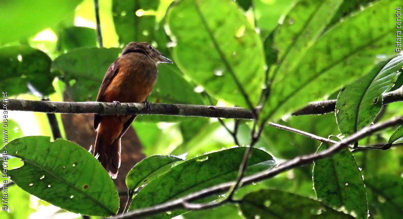 Pretty Cinereous antshrike