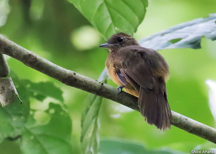 Pretty Cinereous antshrike
