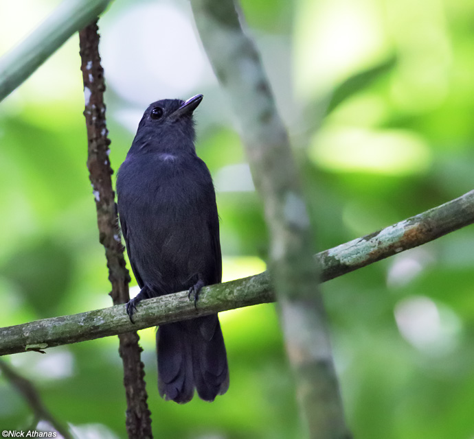 Pretty Cinereous antshrike
