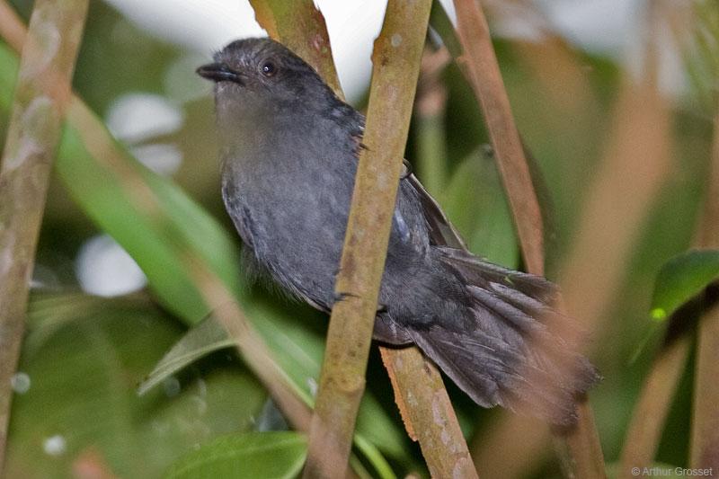 Pretty Cinereous antshrike