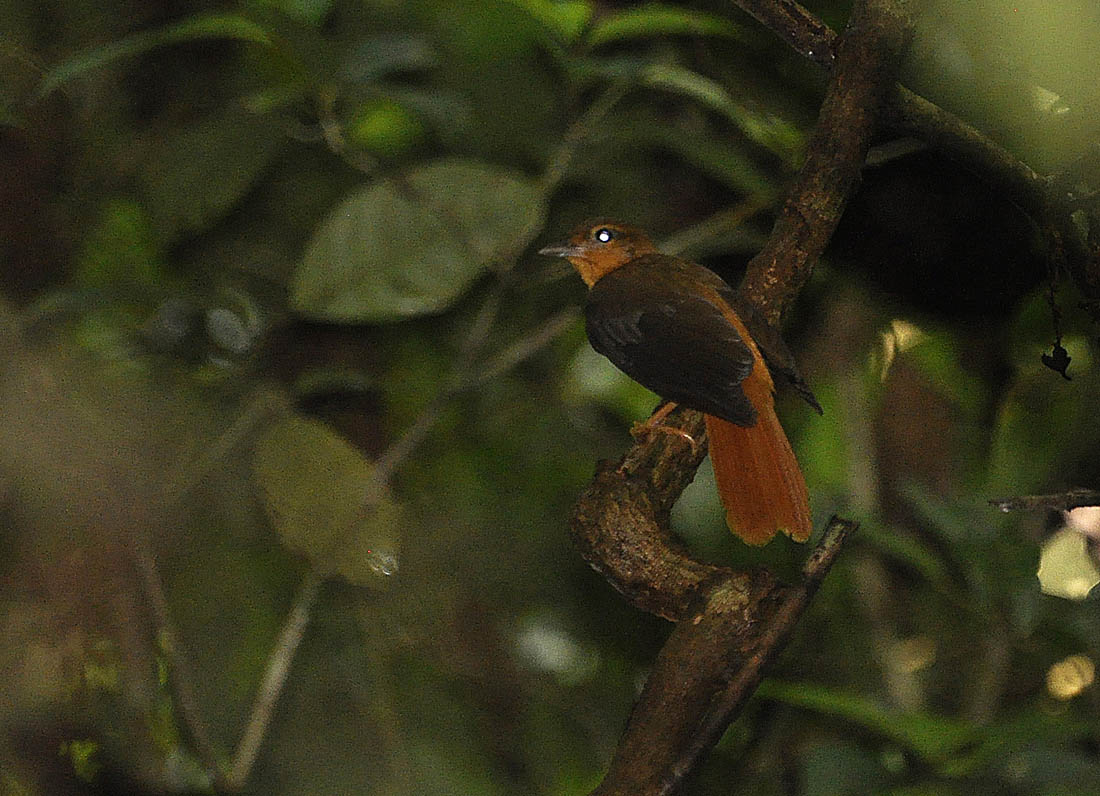 Cinnamon-rumped foliage-gleaner