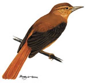 Pretty Cinnamon-rumped foliage-gleaner