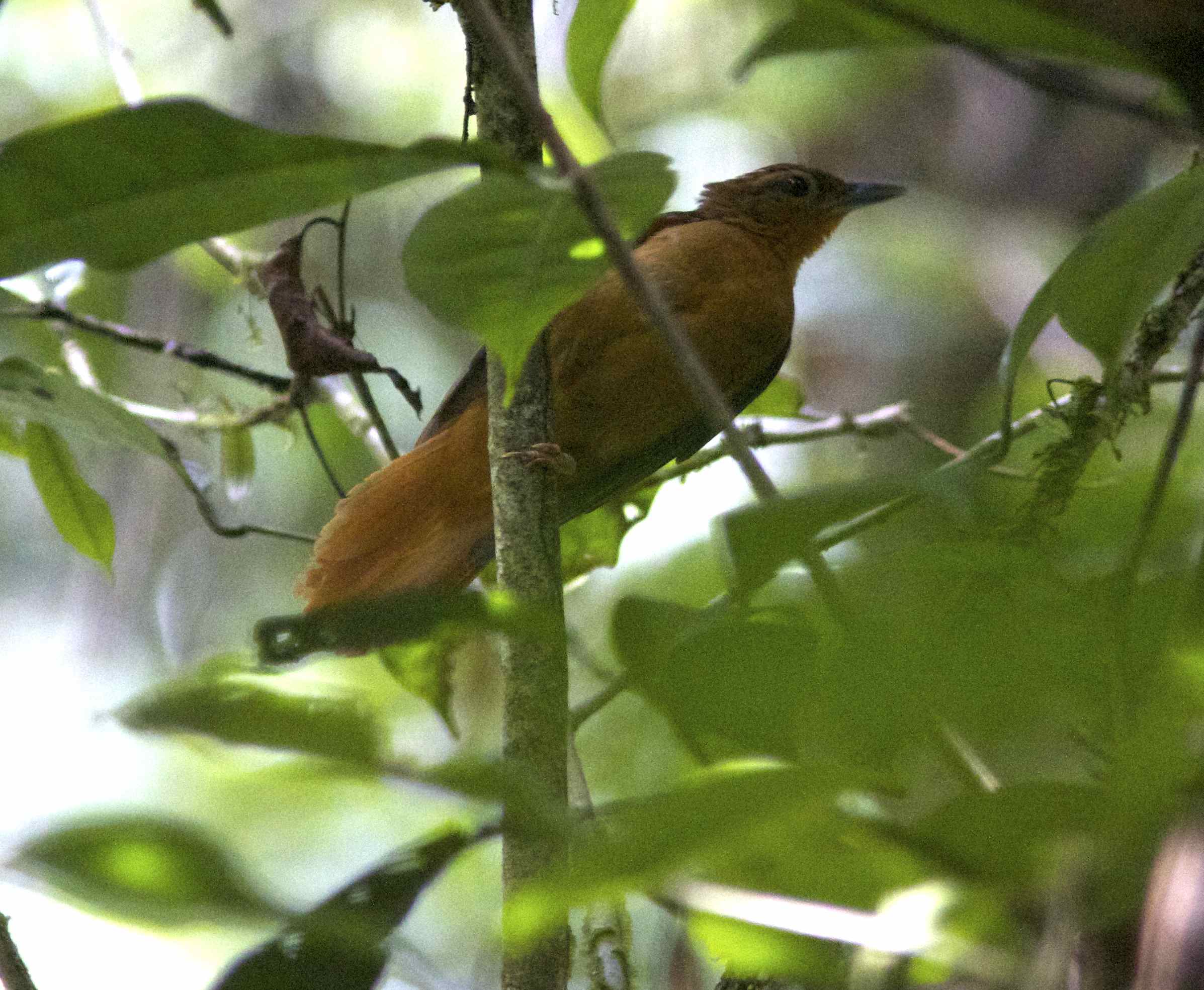 Pretty Cinnamon-rumped foliage-gleaner