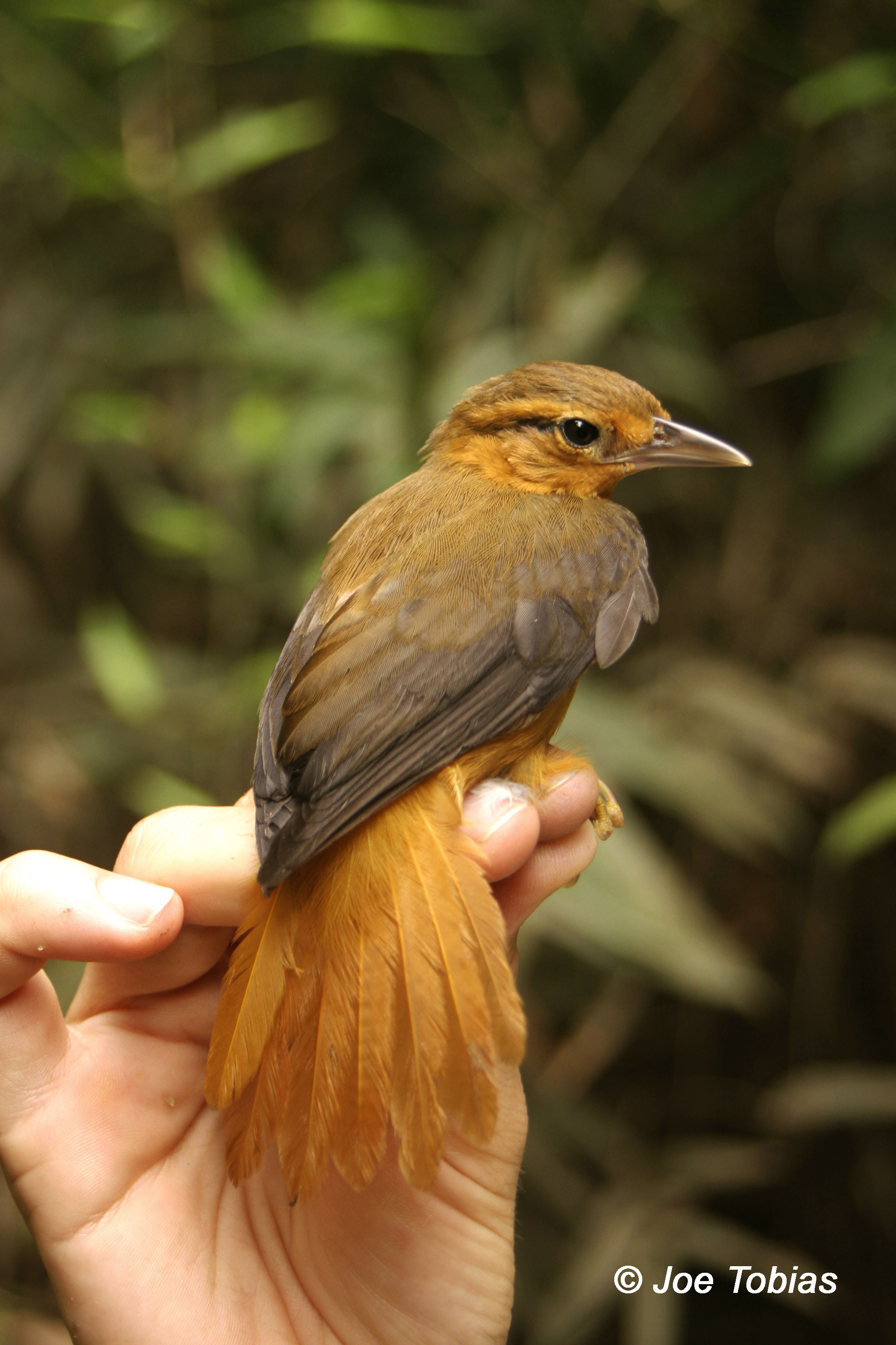 Pretty Cinnamon-rumped foliage-gleaner