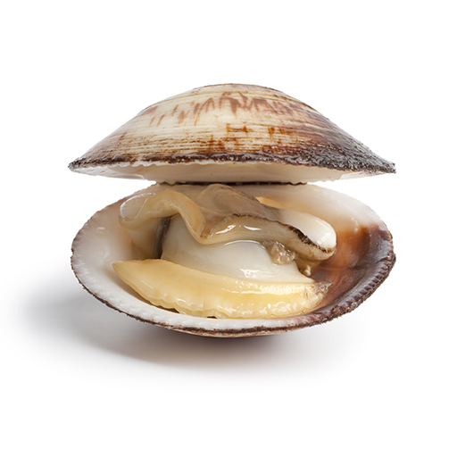 Cool Clams and Oysters