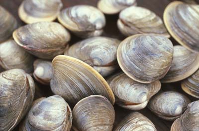 Pretty Clams and Oysters
