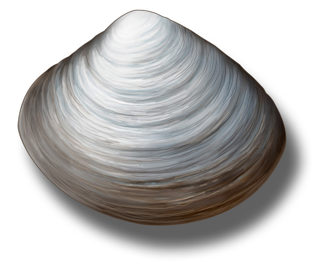 Photo Clams and Oysters