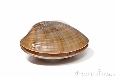 Clams and Oysters photo 