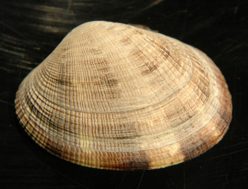 Clams and Oysters wallpaper