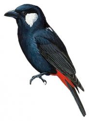 Clicking peltops