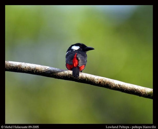 Pretty Clicking peltops