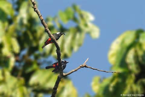 Pretty Clicking peltops