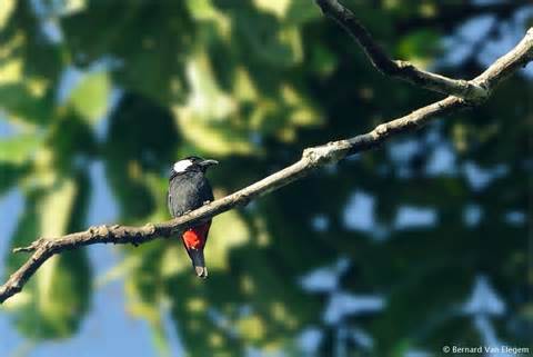 Pretty Clicking peltops