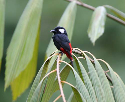 Pretty Clicking peltops