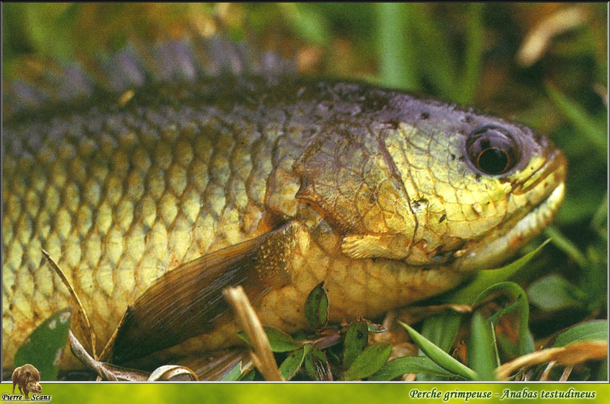 Climbing perch