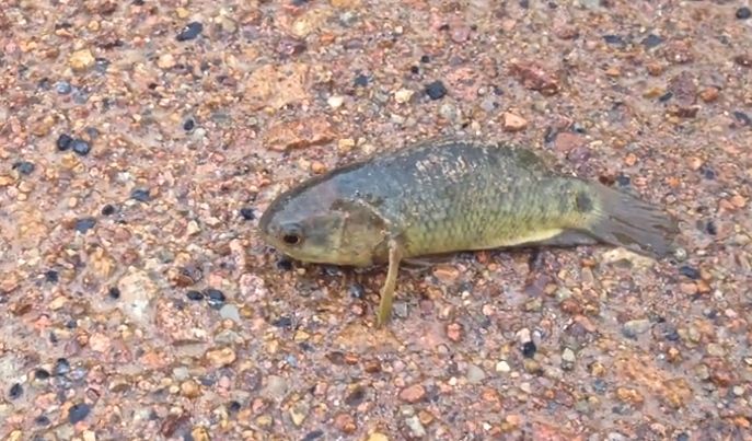 Pretty Climbing perch