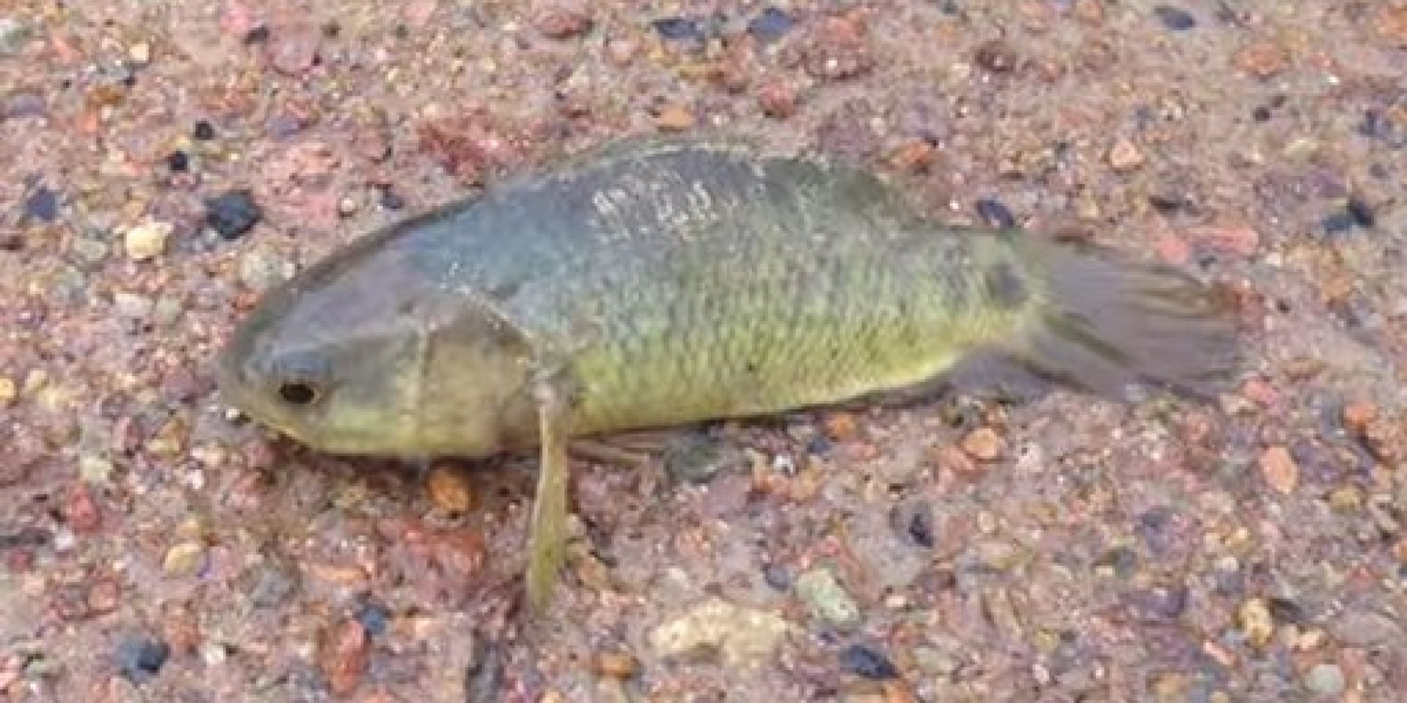 Pretty Climbing perch