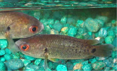 Pretty Climbing perch