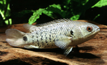 Pretty Climbing perch