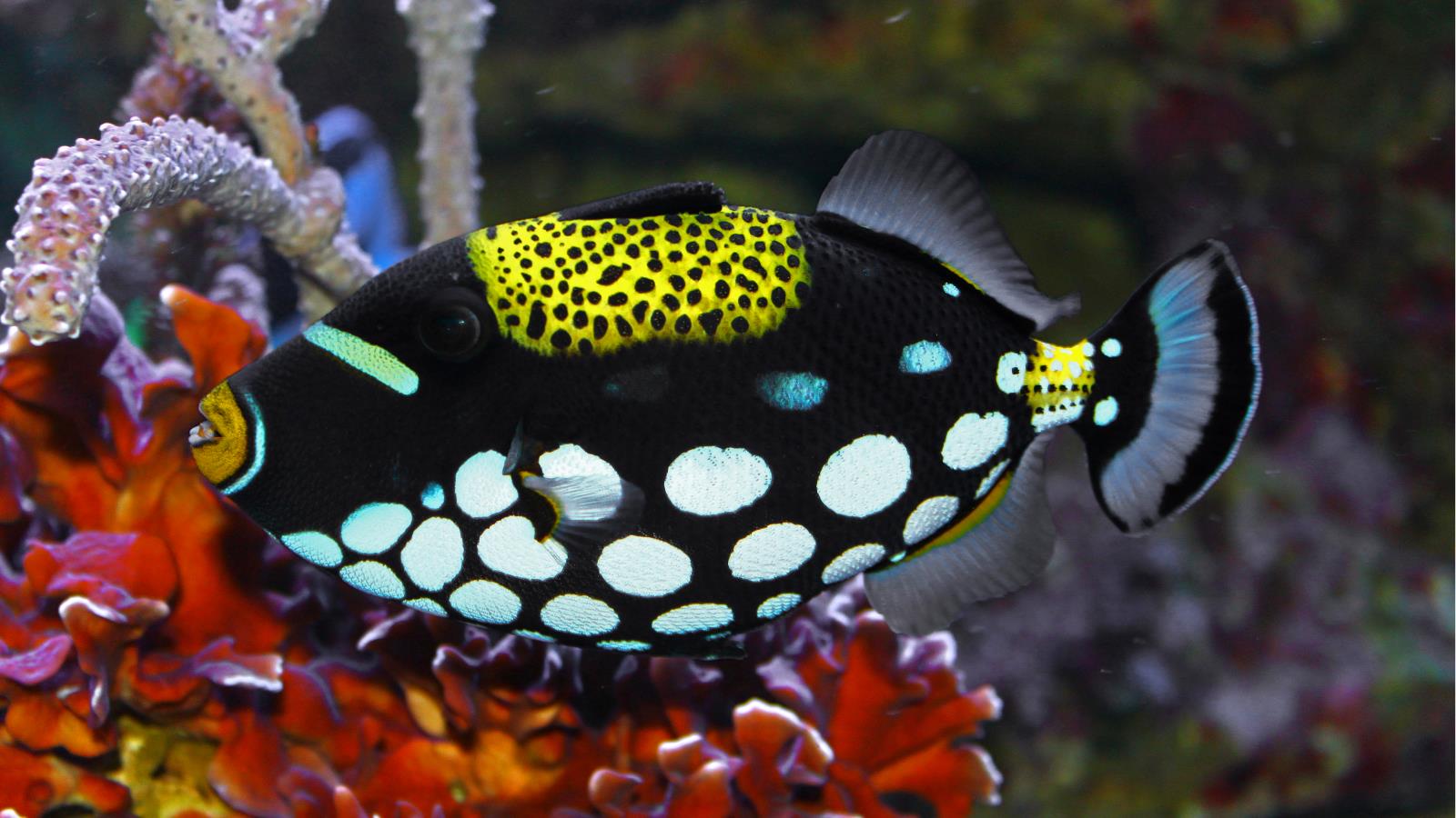 Clown triggerfish