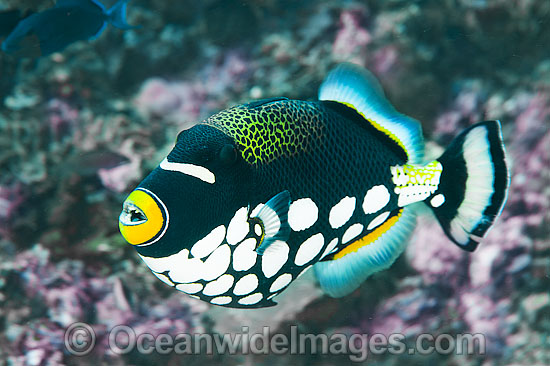 Pretty Clown triggerfish