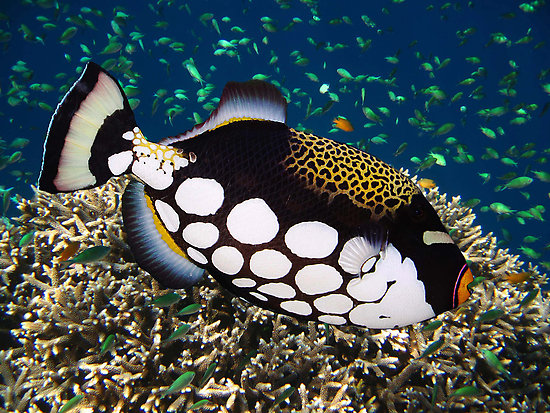 Pretty Clown triggerfish
