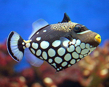 Pretty Clown triggerfish