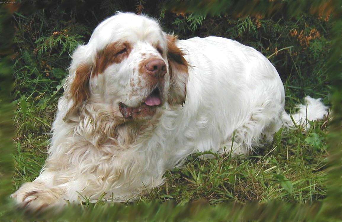 Clumber Spaniel - Dog Breed