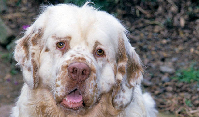 Nice Clumber Spaniel - Dog Breed