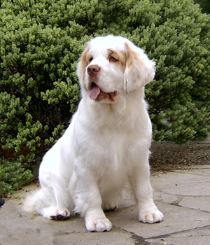 Cool Clumber Spaniel - Dog Breed
