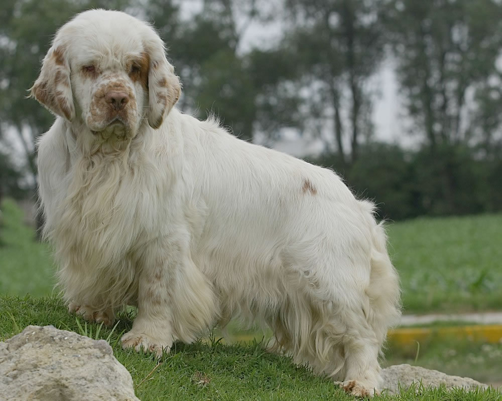 Pretty Clumber Spaniel - Dog Breed