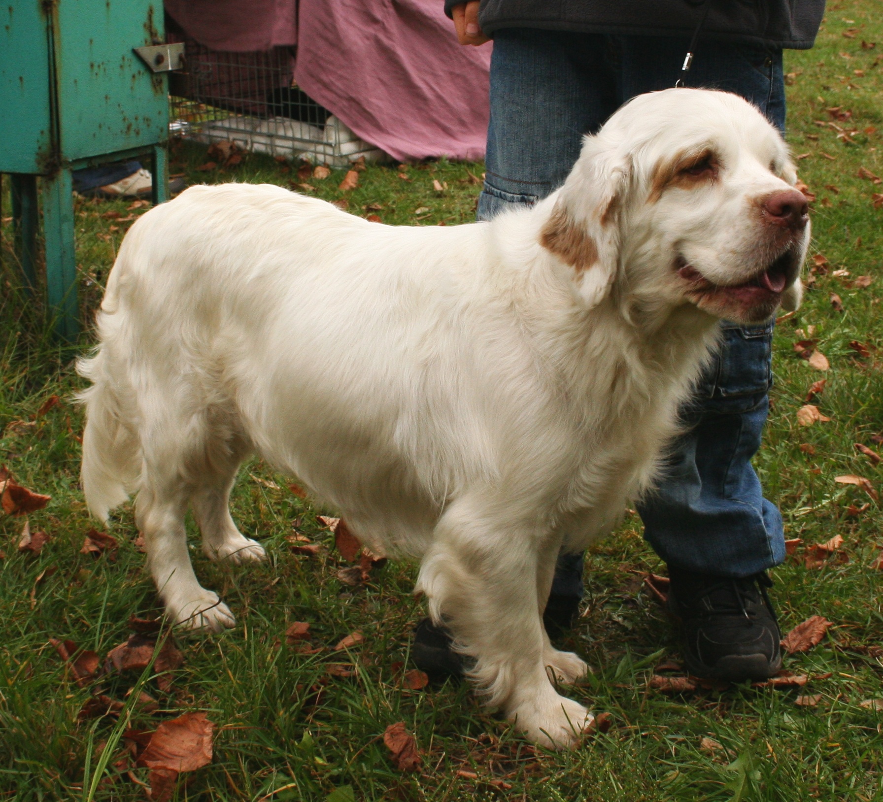 Cute Clumber Spaniel - Dog Breed