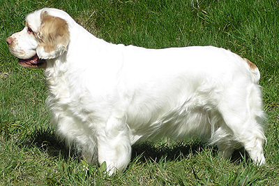 Wallpaper Clumber Spaniel - Dog Breed