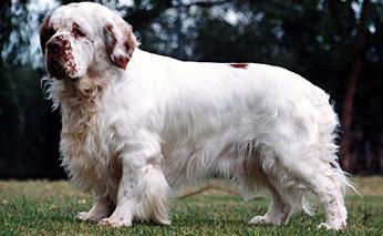 Photo Clumber Spaniel - Dog Breed