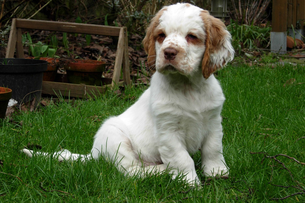 Clumber Spaniel - Dog Breed photo 