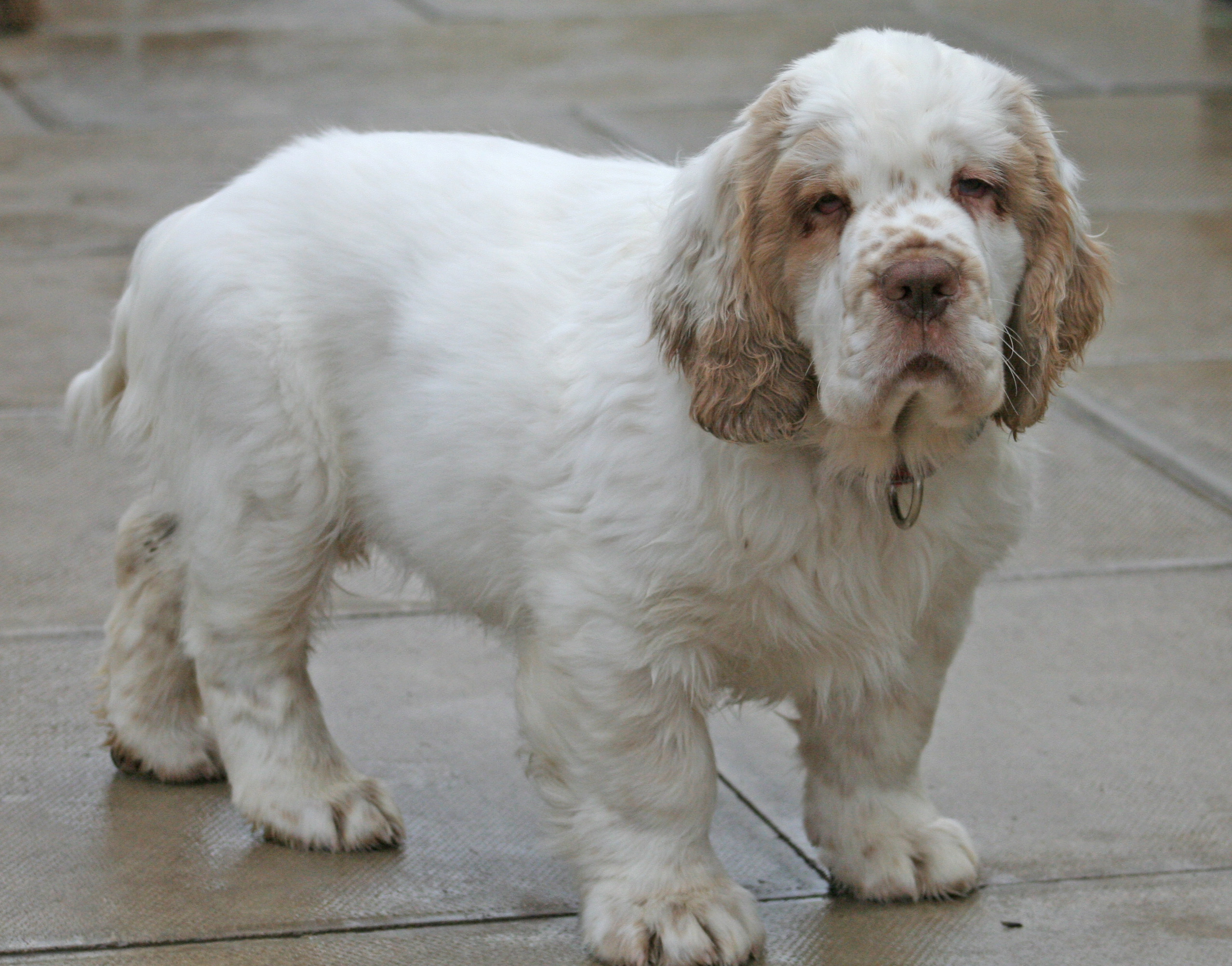 Clumber Spaniel - Dog Breed wallpaper