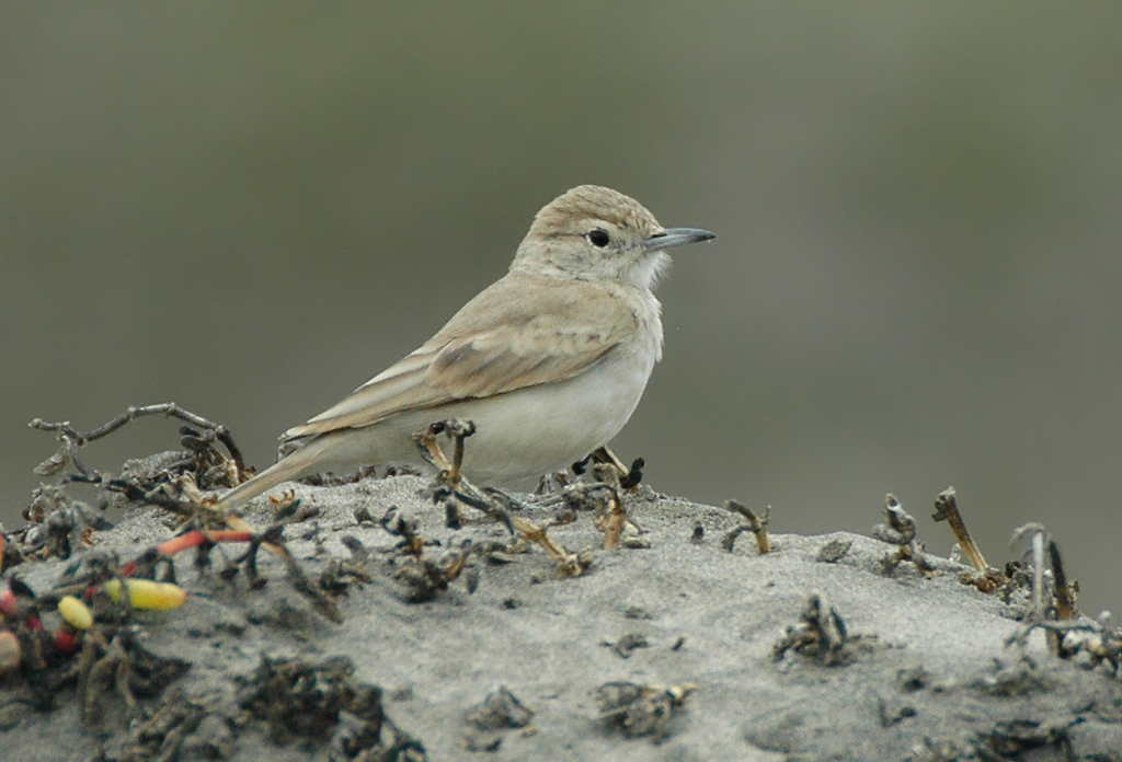 Pretty Coastal miner