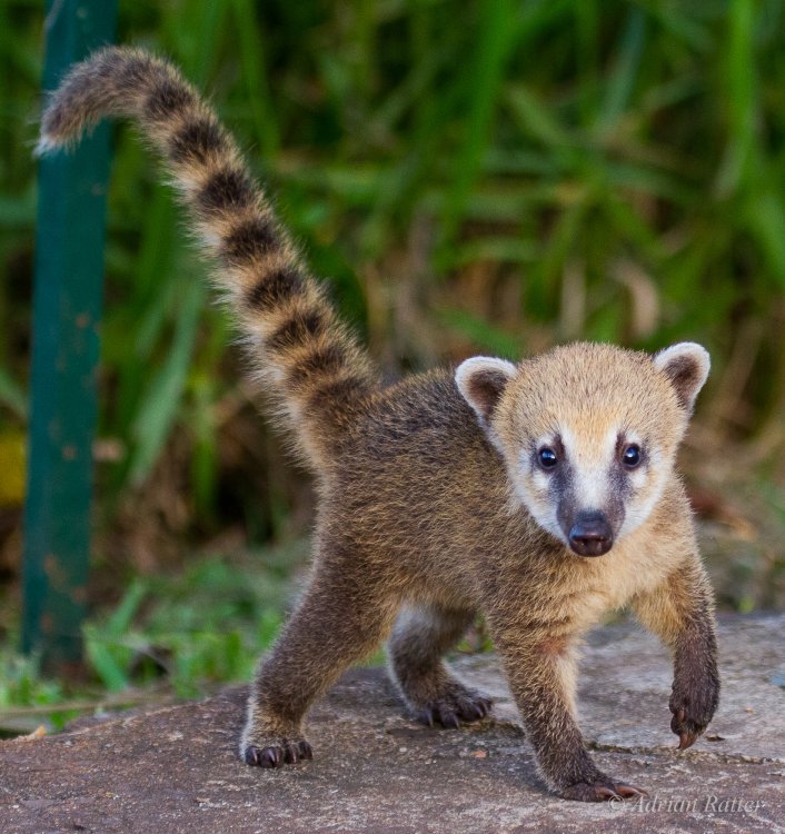 Coati