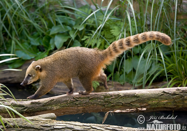 Cool Coati